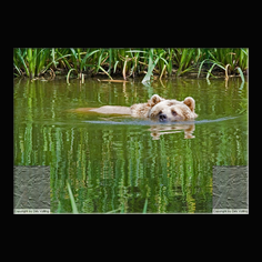 Braunb�r  Ursus arctos