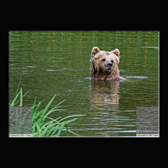 Braunb�r  Ursus arctos