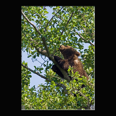 Braunb�r  Ursus arctos