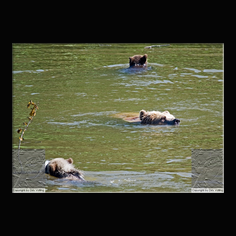 Braunb�r  Ursus arctos