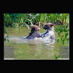 Braunb�r  Ursus arctos