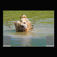 Braunb�r  Ursus arctos