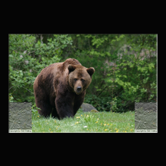 Braunb�r  Ursus arctos