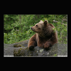 Braunb�r  Ursus arctos