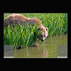 Braunb�r  Ursus arctos