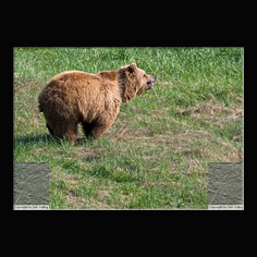 Braunb�r  Ursus arctos