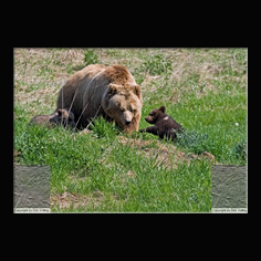 Braunb�r  Ursus arctos