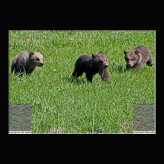 Braunb�r  Ursus arctos