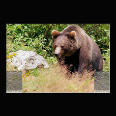 Braunb�r  Ursus arctos