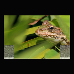 Teichfrosch Rana esculenta