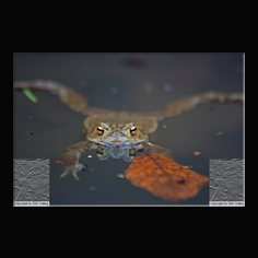 Erdkr�te Bufo bufo 