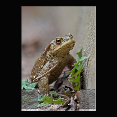 Erdkr�te Bufo bufo 