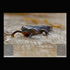 Bergmolch Triturus alpestis 