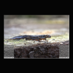 Bergmolch Triturus alpestis 