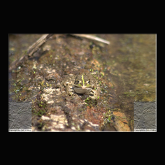 Teichfrosch Rana esculenta