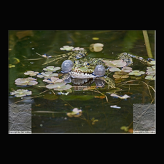 Teichfrosch Rana esculenta