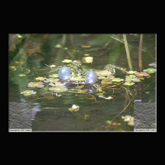 Teichfrosch Rana esculenta