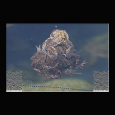 Erdkr�te Bufo bufo 