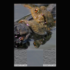 Erdkr�te Bufo bufo 