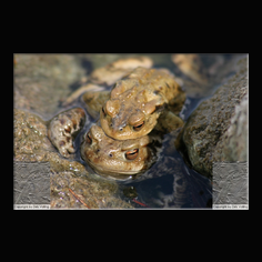 Erdkr�te Bufo bufo 