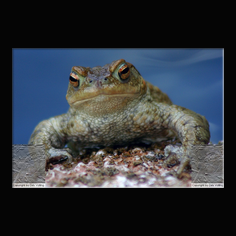 Erdkr�te Bufo bufo 