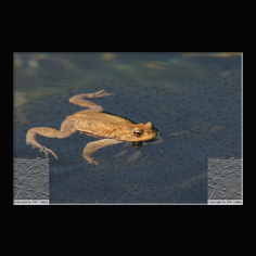 Erdkr�te Bufo bufo 