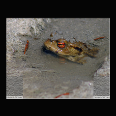 Erdkr�te Bufo bufo 