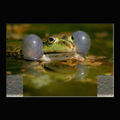 Teichfrosch Rana esculenta