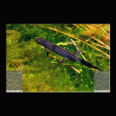 Bergmolch Triturus alpestis 