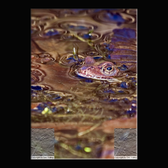 Grasfrosch Rena temporaria