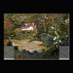Grasfrosch Rena temporaria