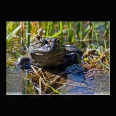Teichfrosch Rana esculenta