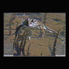 Teichfrosch Rana esculenta