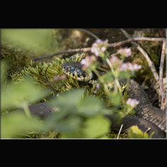 Ringelnatter Natrix natrix