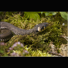 Ringelnatter Natrix natrix