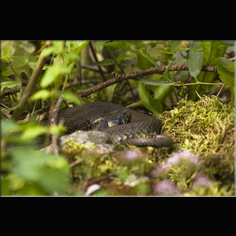 Ringelnatter Natrix natrix