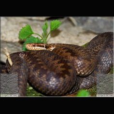 Kreuzotter Vipera berus