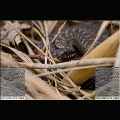 Kreuzotter Vipera berus