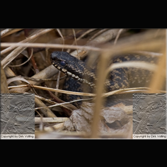 Kreuzotter Vipera berus