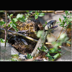 Ringelnatter Natrix natrix