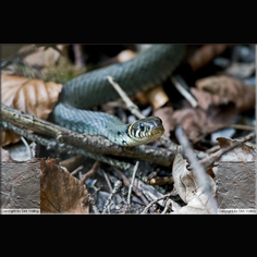 Ringelnatter Natrix natrix