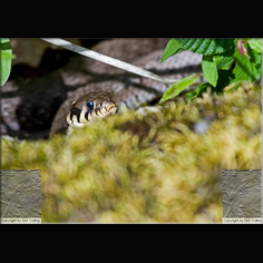 Ringelnatter Natrix natrix