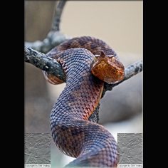 Europ. Hornviper, Sandviper Vipera Ammodytes