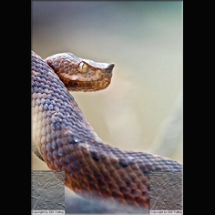 Europ. Hornviper, Sandviper Vipera Ammodytes