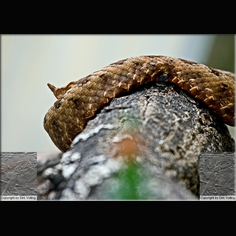 Europ. Hornviper, Sandviper Vipera Ammodytes