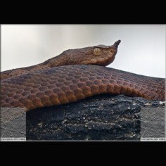 Europ. Hornviper, Sandviper Vipera Ammodytes