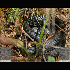 Ringelnatter Natrix natrix