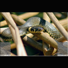 Ringelnatter Natrix natrix