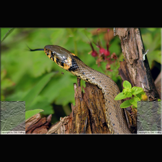 Ringelnatter Natrix natrix