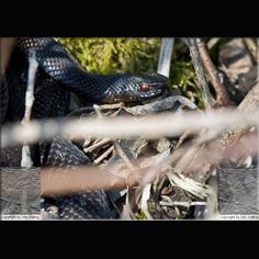 Kreuzotter Vipera berus